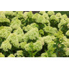 Hortensja bukietowa 'Little Lime' | Hydrangea paniculata