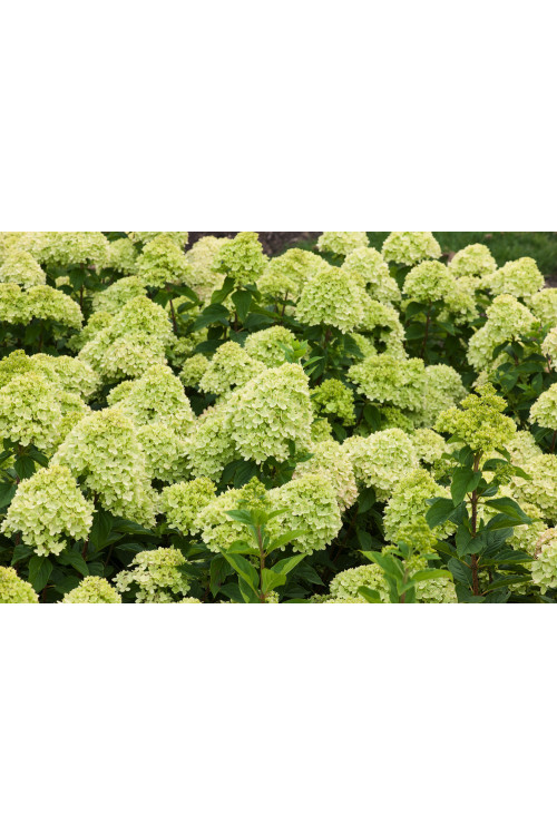 Hortensja bukietowa 'Little Lime' | Hydrangea paniculata