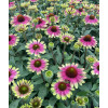 Jeżówka 'Sweet Sandia' | Echinacea