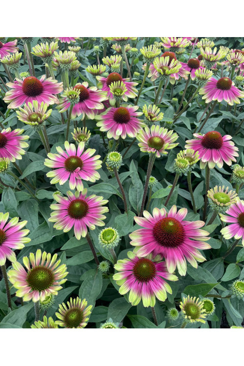 Jeżówka 'Sweet Sandia' | Echinacea