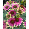 Jeżówka 'Sweet Sandia' | Echinacea