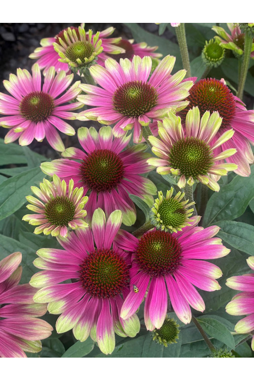 Jeżówka 'Sweet Sandia' | Echinacea
