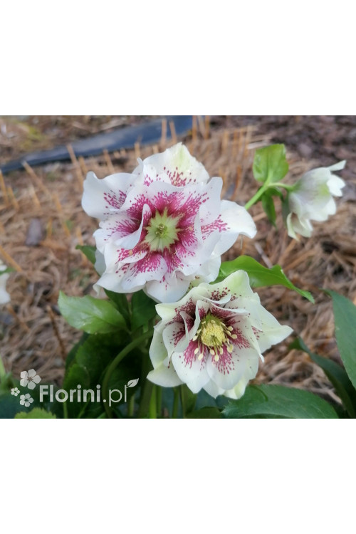 Ciemiernik wschodni 'White Spotted' | Helleborus orientalis