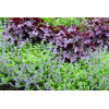 Kocimiętka 'Limelight' Nepeta
