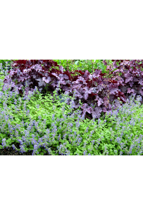 Kocimiętka 'Limelight' Nepeta