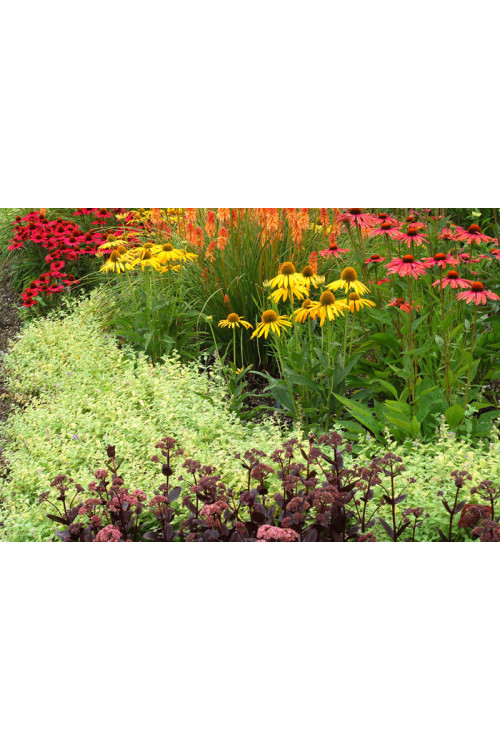 Kocimiętka 'Limelight' Nepeta