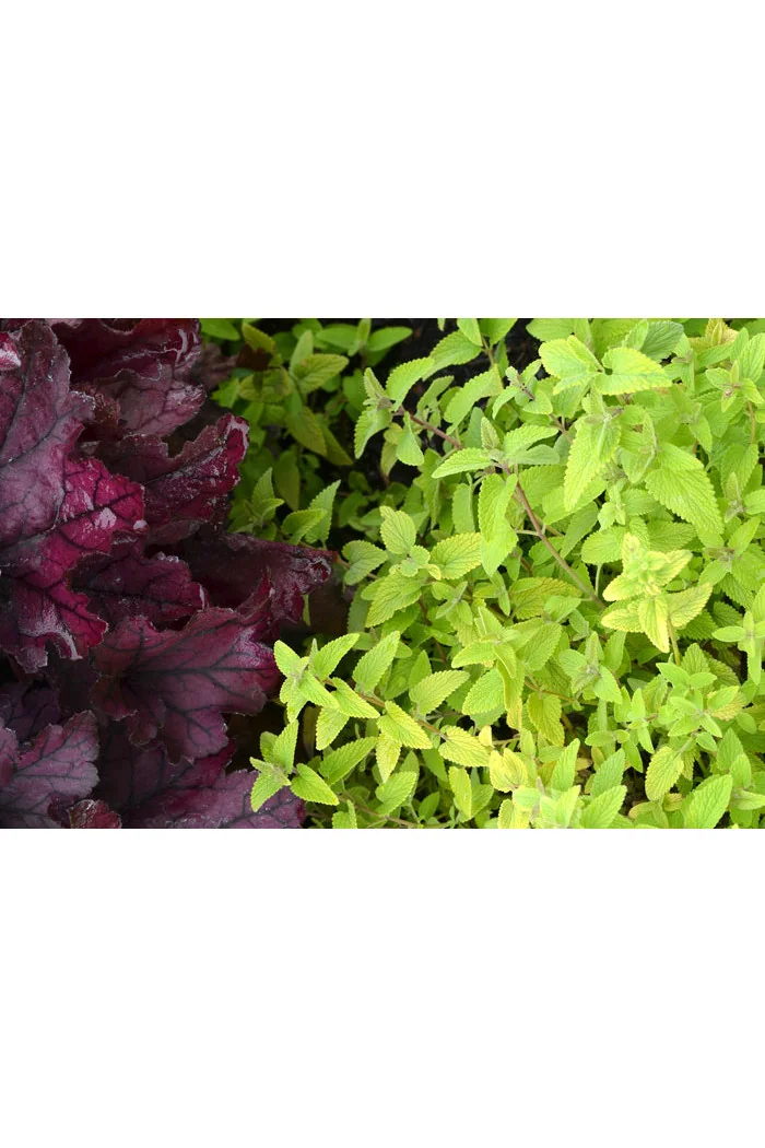 Kocimiętka 'Limelight' Nepeta