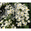 Aster krzaczasty 'Schneekissen' Aster dumosus
