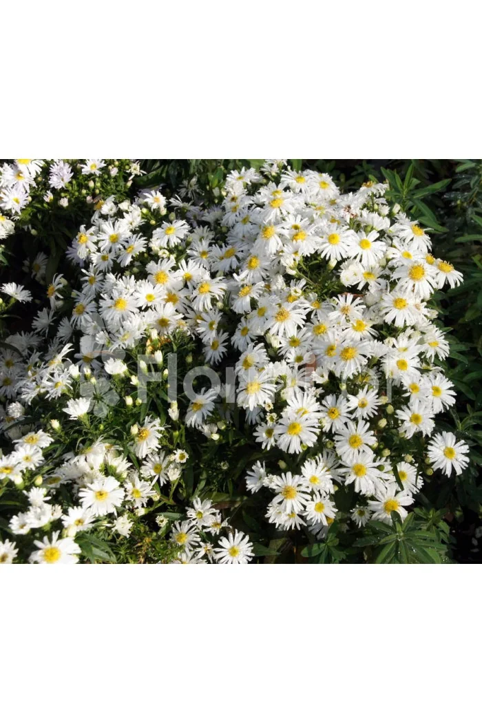 Aster krzaczasty 'Schneekissen' Aster dumosus