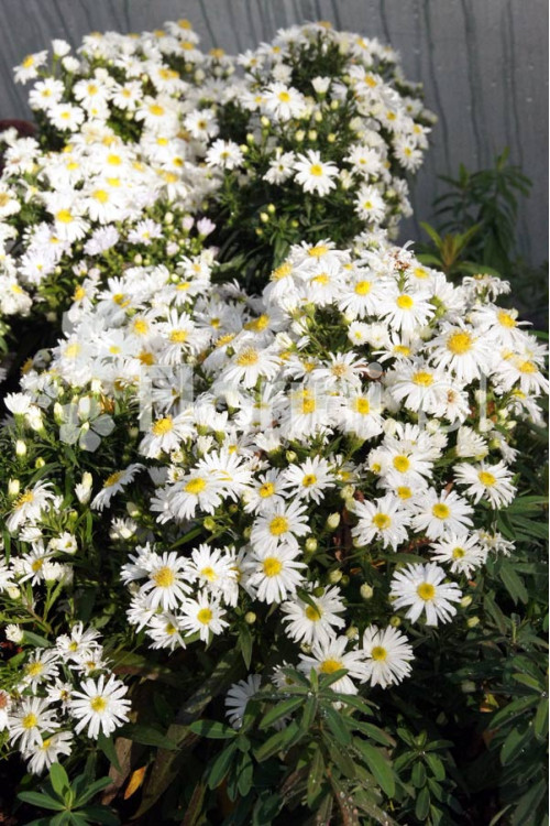 Aster krzaczasty 'Schneekissen' Aster dumosus
