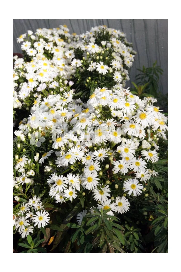 Aster krzaczasty 'Schneekissen' Aster dumosus