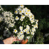 Aster krzaczasty 'Schneekissen' Aster dumosus