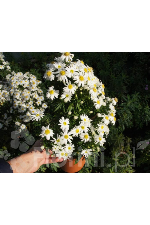 Aster krzaczasty 'Schneekissen' Aster dumosus