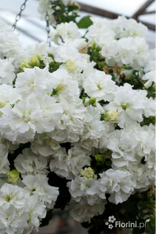 Petunia 'Tumbelina Diana' | Petunia x hybrida