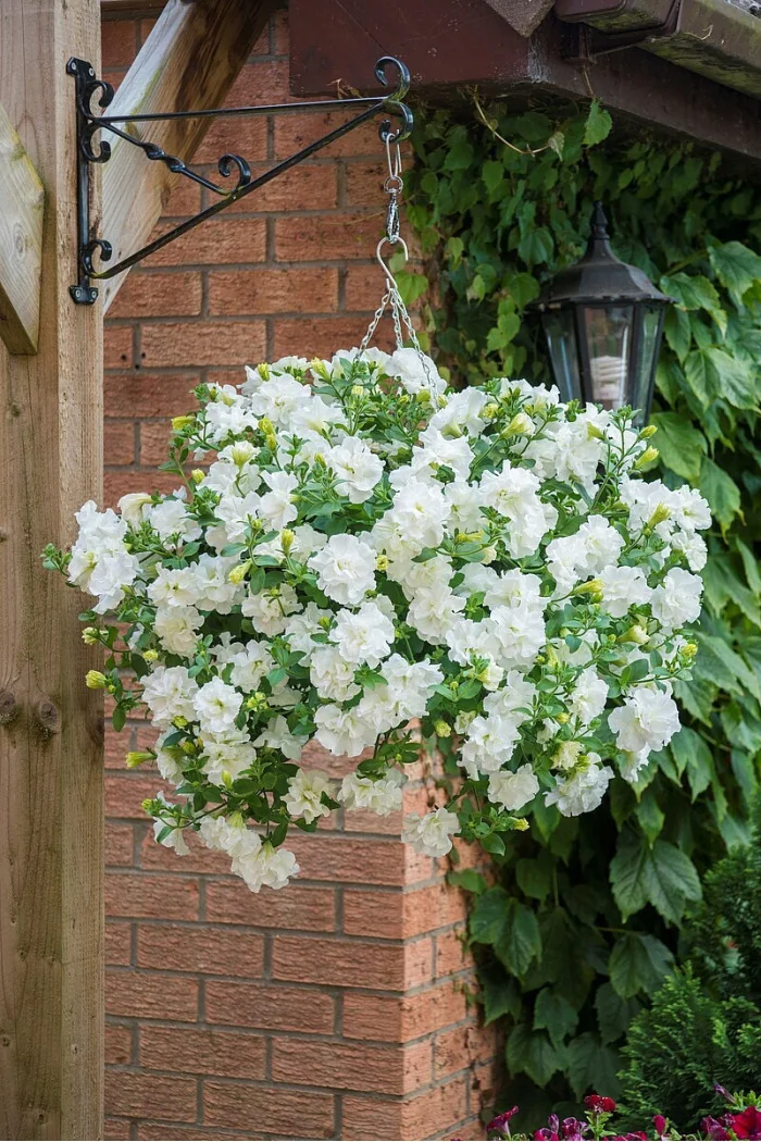 Petunia 'Tumbelina Diana' | Petunia x hybrida