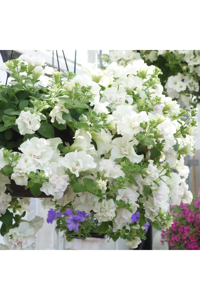 Petunia 'Tumbelina Diana' | Petunia x hybrida