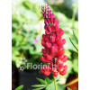 Łubin niski 'Gallery Rot' | Lupinus nanus russell
