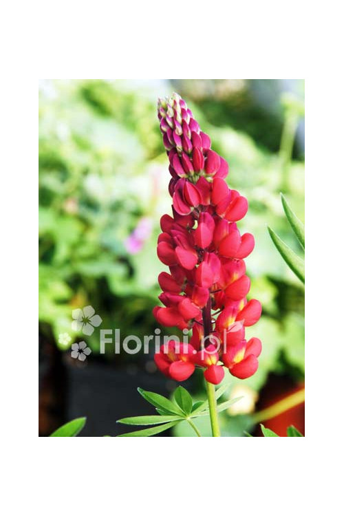 Łubin niski 'Gallery Rot' | Lupinus nanus russell