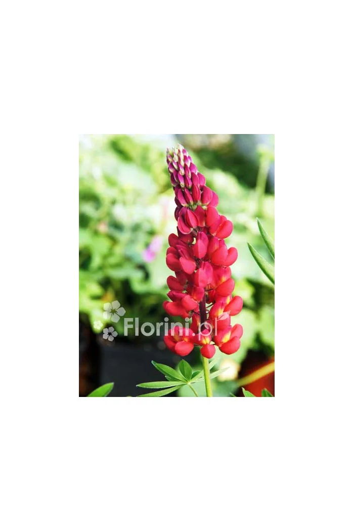 Łubin niski 'Gallery Rot' | Lupinus nanus russell
