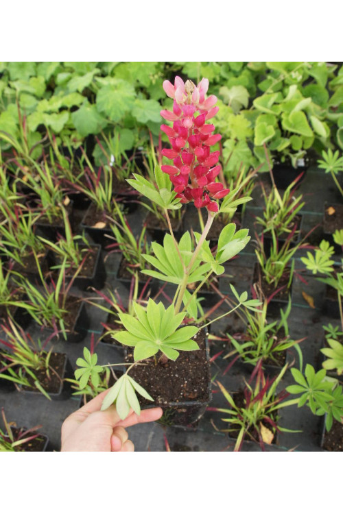 Łubin niski 'Gallery Rot' | Lupinus nanus russell