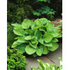 Funkia 'August Moon' Hosta