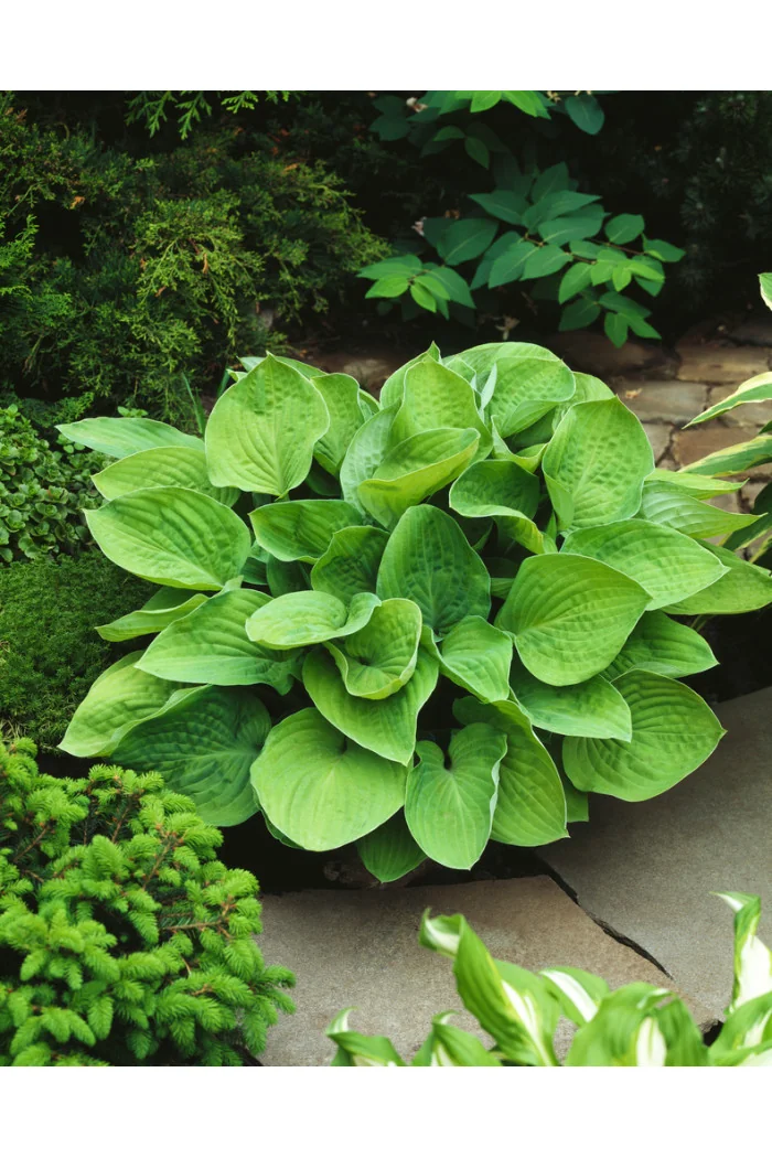Funkia 'August Moon' Hosta