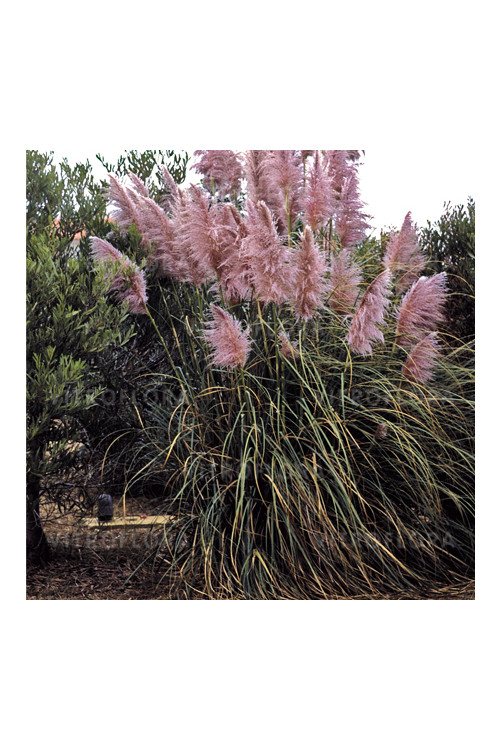 Trawa pampasowa różowa | Cortaderia selloana