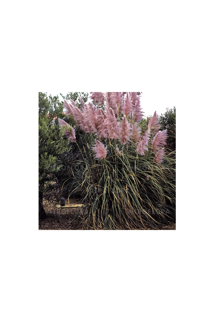 Trawa pampasowa różowa | Cortaderia selloana