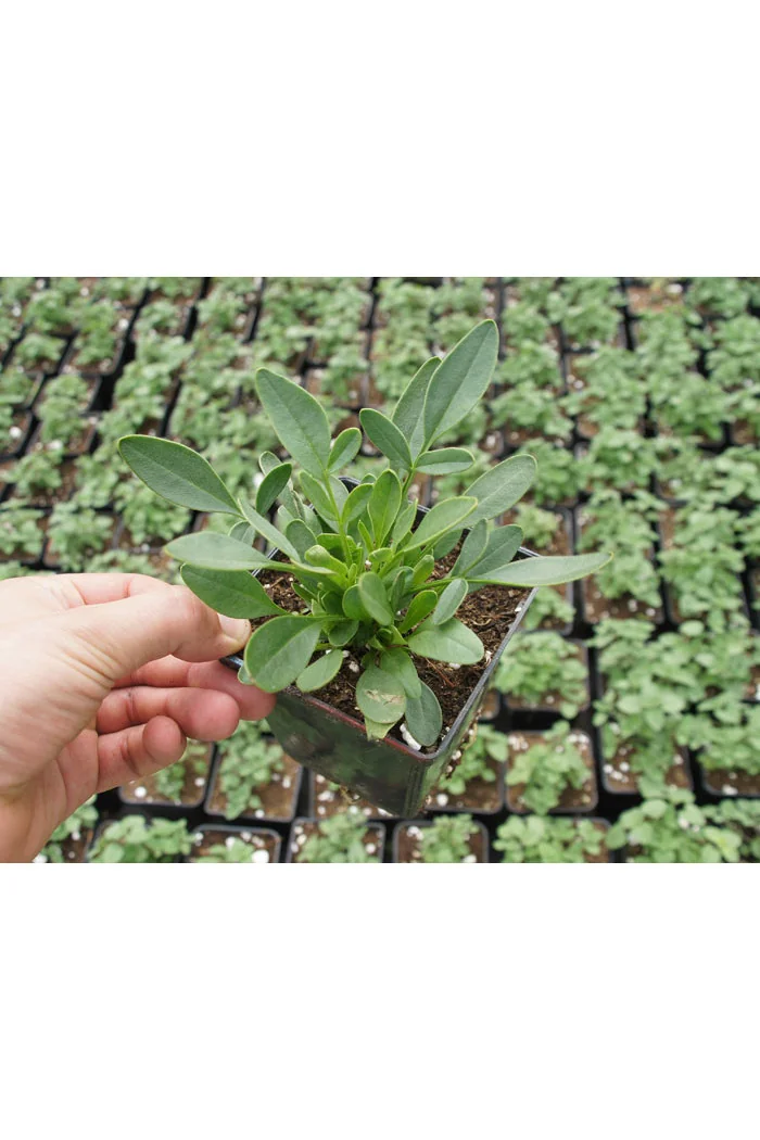 nachyłek, nachyłek wielkokwiatowy, nachyłek presto, coreopsis, coreopsis presto, bylina na słońce