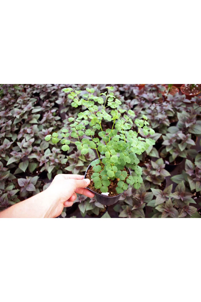 Rutewka 'Splendide White' | Thalictrum