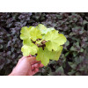 Żurawka 'NORTHERN EXPOSURE™ Lime' Heuchera