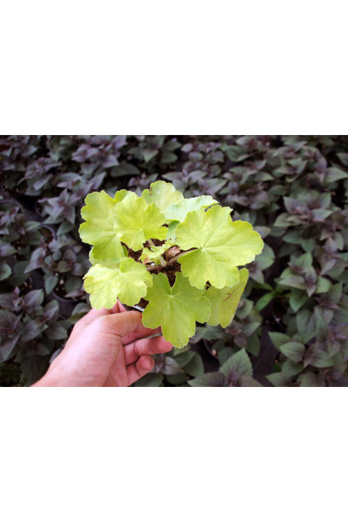 Żurawka 'NORTHERN EXPOSURE™ Lime' Heuchera