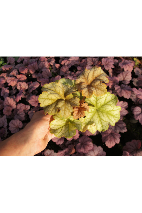Żurawka 'Topaz Jazz' | Heuchera