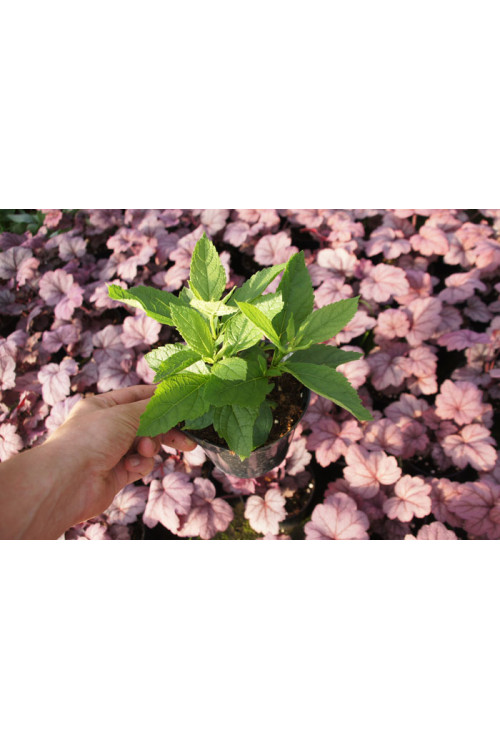 Sadziec plamisty 'Phantom' | Eupatorium maculatum