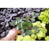 Rozchodnik 'Sunsparkler Dazzleberry' | Sedum