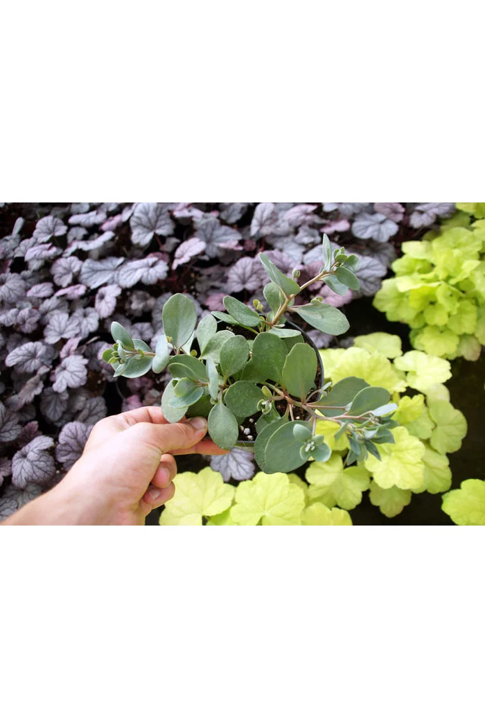 Rozchodnik 'Sunsparkler Dazzleberry' | Sedum