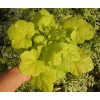Żurawka 'World Cafe Romano' Heuchera