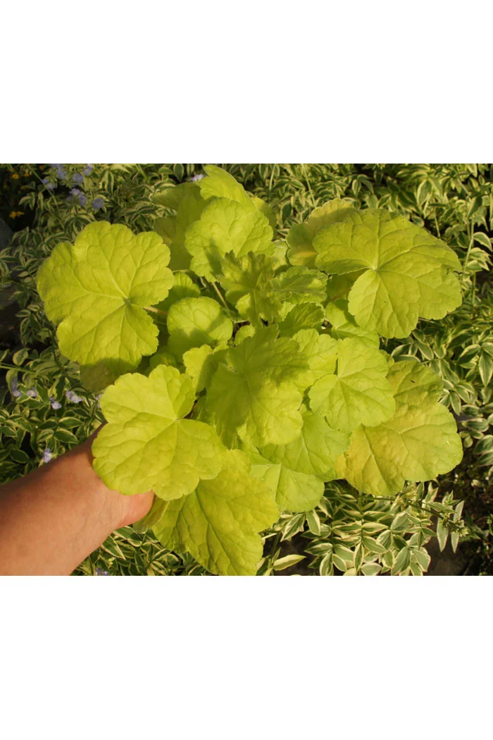 Żurawka 'World Cafe Romano' Heuchera