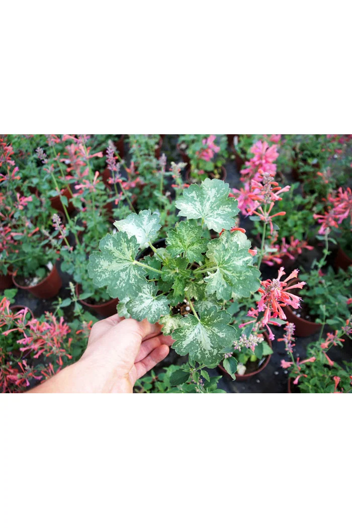 Żurawka 'Dew Drops' | Heuchera