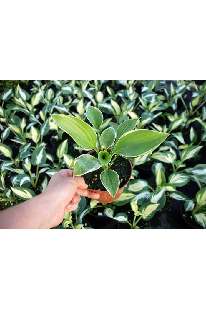 Funkia 'Forest Fire' Hosta