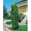 Cis pospolity 'Fastigiata Aurea' Taxus baccata