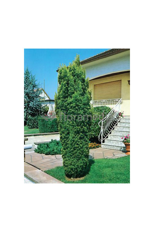 Cis pospolity 'Fastigiata Aurea' Taxus baccata