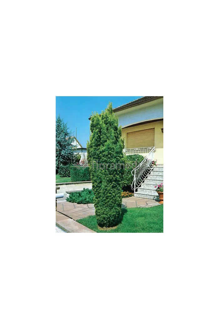 Cis pospolity 'Fastigiata Aurea' Taxus baccata