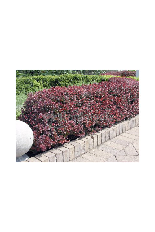 Berberys Thunberga 'Coral' | Berberis thunbergii