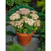 Rozchodnik okazały 'Stardust', Sedum spectabile