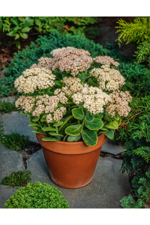 Rozchodnik okazały 'Stardust', Sedum spectabile