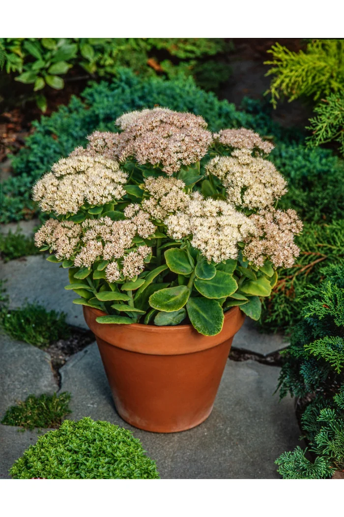 Rozchodnik okazały 'Stardust', Sedum spectabile