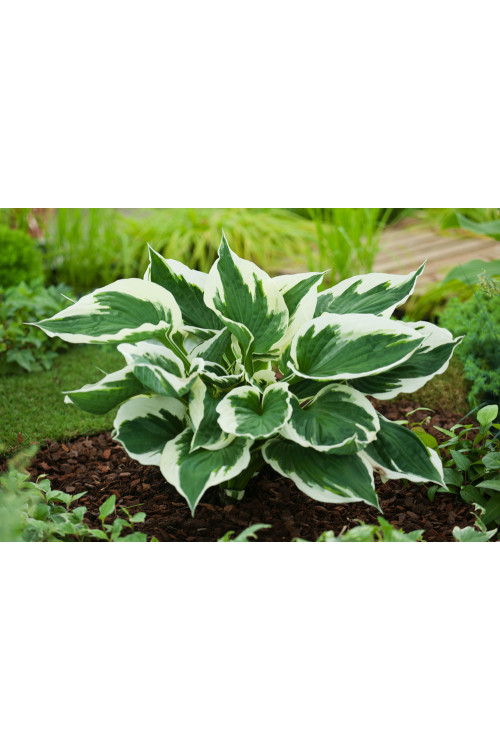 Funkia 'Minuteman' Hosta