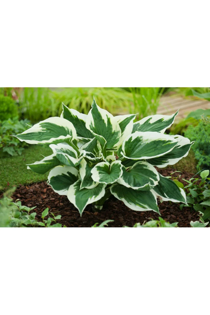Funkia 'Minuteman' Hosta