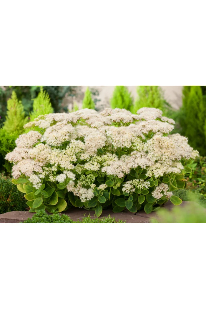 Rozchodnik okazały 'Stardust', Sedum spectabile
